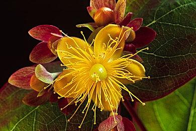 《最终幻想16》放弃回合制是为了吸引更年轻玩家